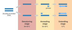 Understanding PCR: Process & Key Applications