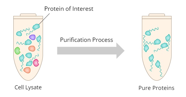 Protein Purification Process